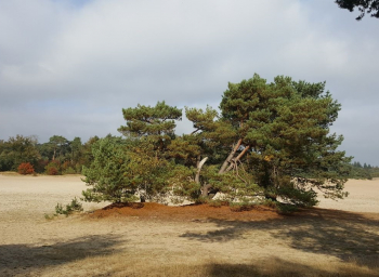 Soesterberg