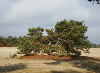 Soest